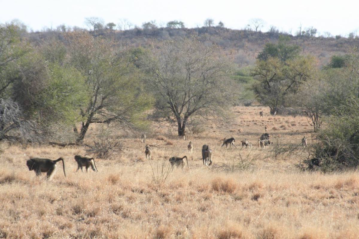 baboons baboons