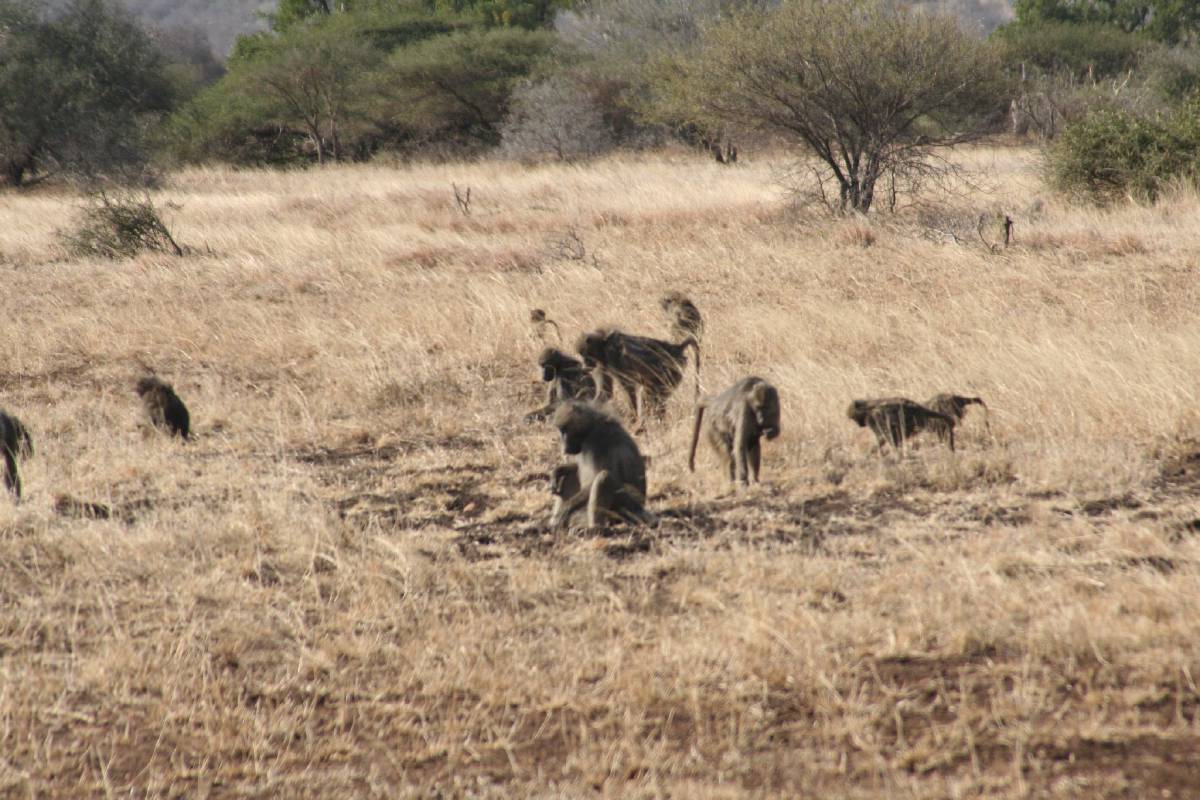 baboons baboons