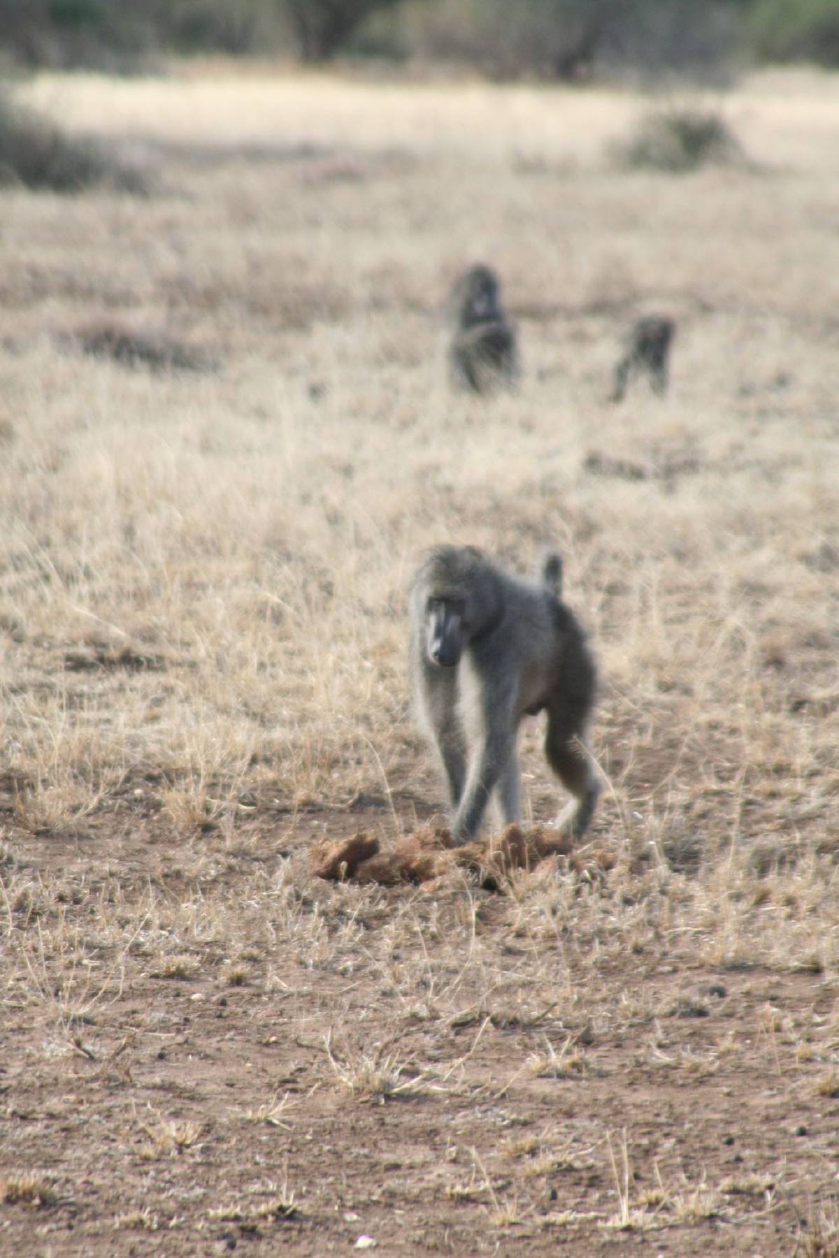 baboons baboons