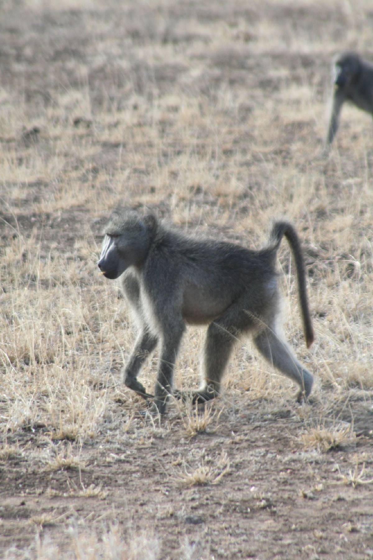 baboons baboons