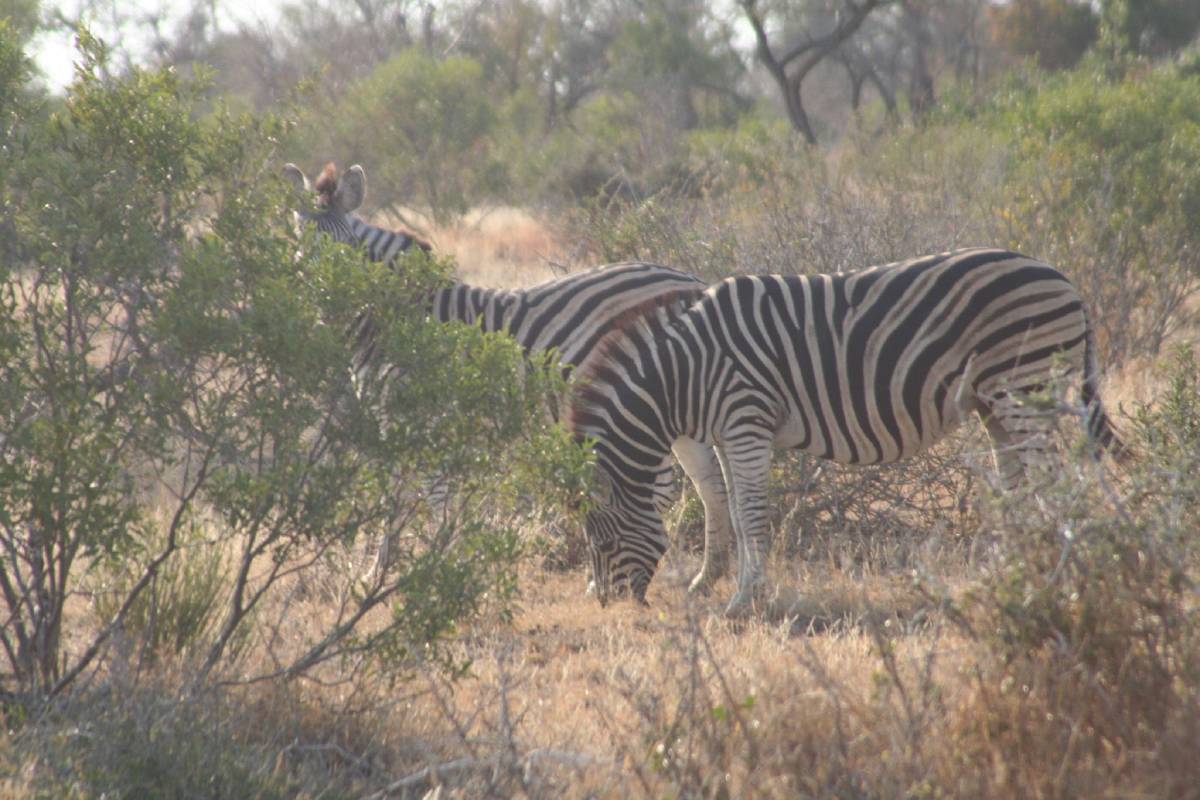 burchells zebras burchells zebras