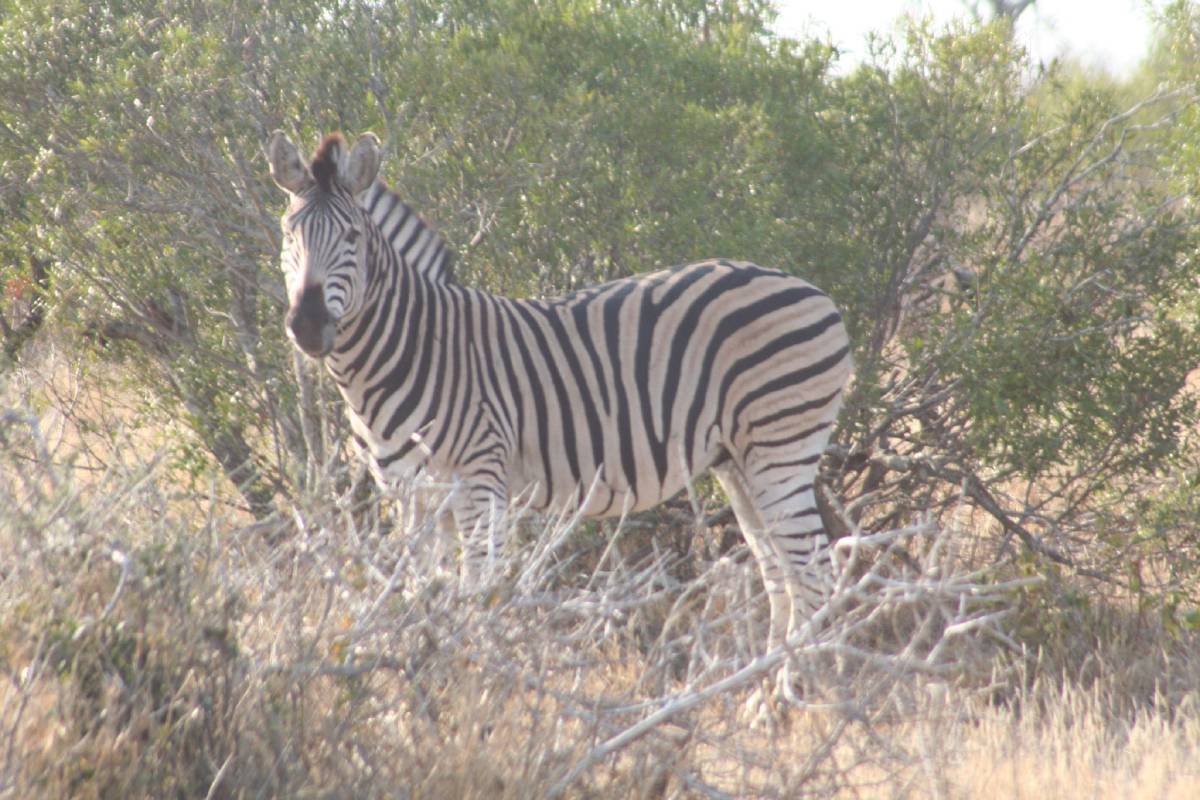 burchells zebras burchells zebras
