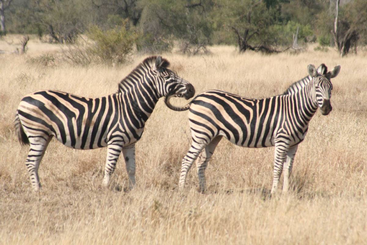 burchells zebras burchells zebras