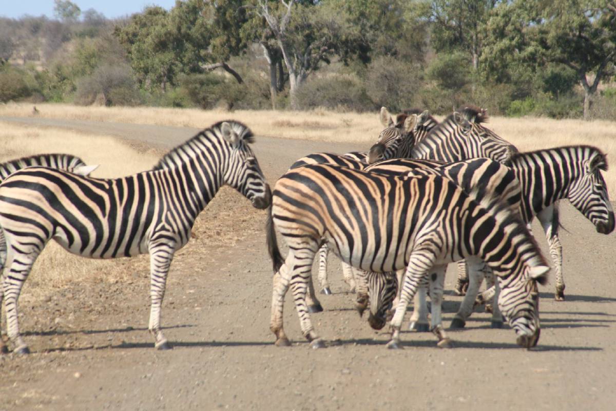 burchells zebras burchells zebras