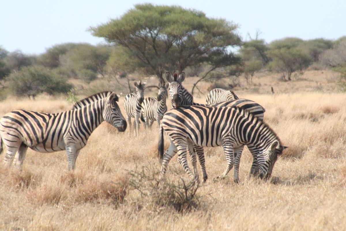 burchells zebras burchells zebras