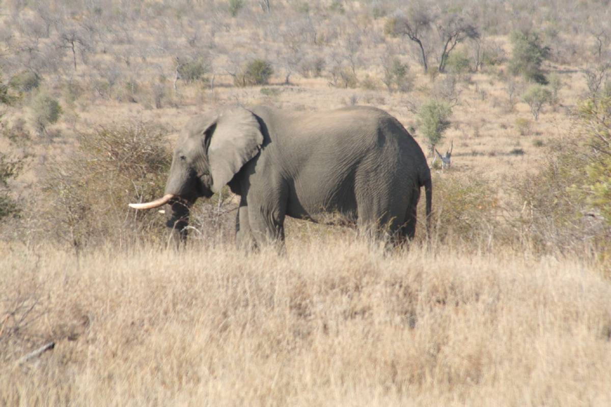elephant elephant