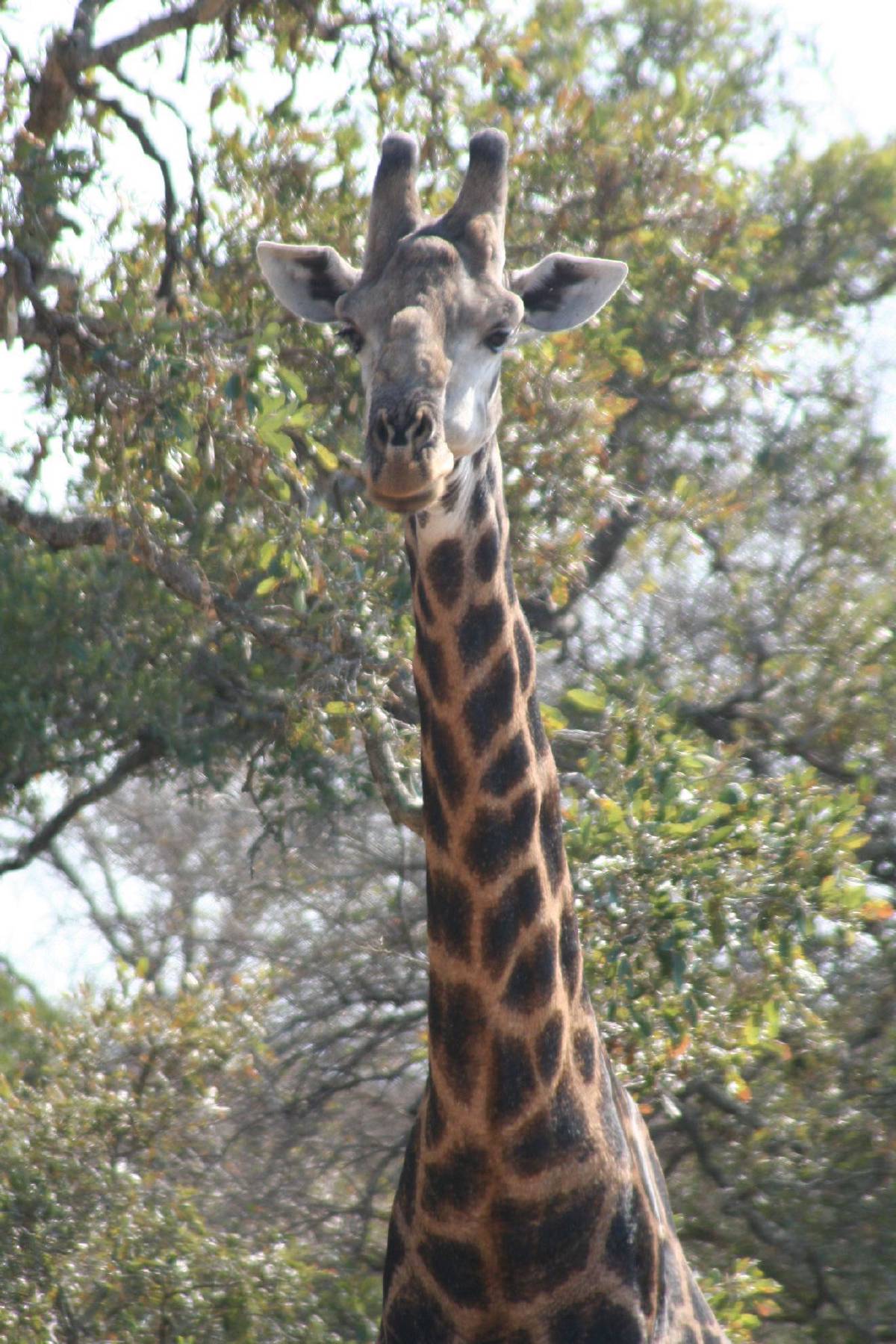 giraffe giraffe