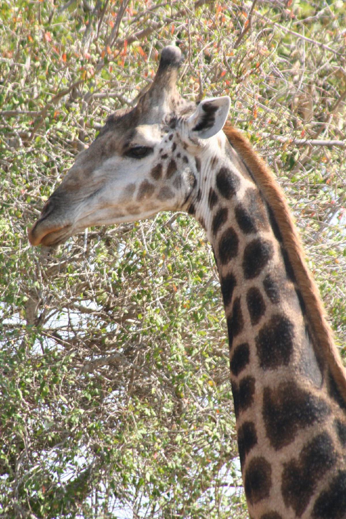 giraffe giraffe