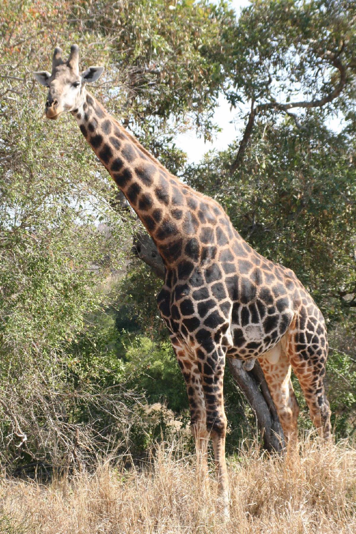 giraffe giraffe