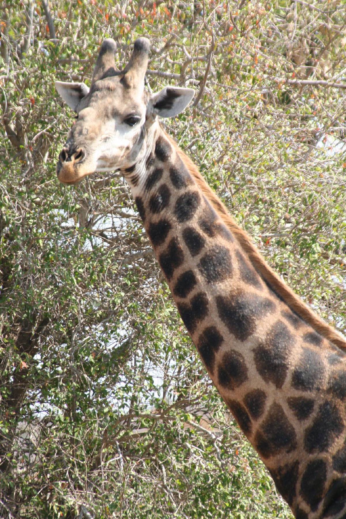 giraffe giraffe