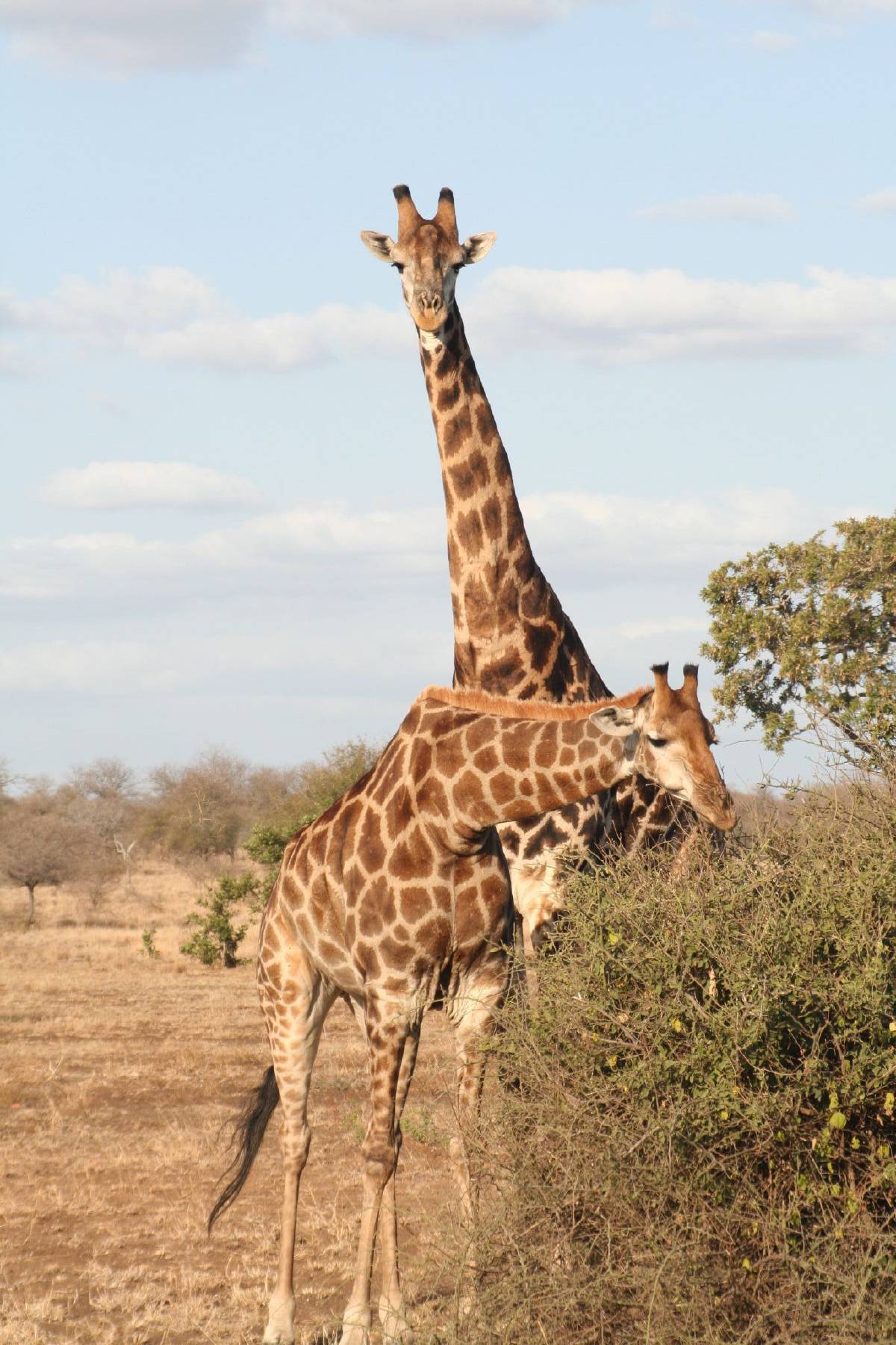 giraffes giraffes