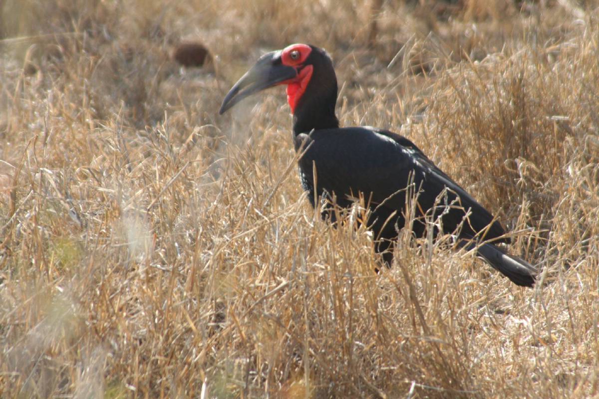 ground hornbill ground hornbill