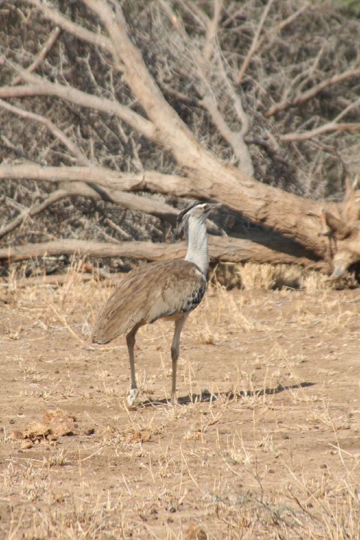 kori bustard kori bustard
