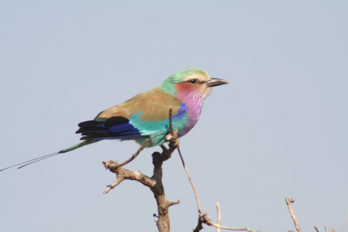 lilac breasted roller lilac breasted roller