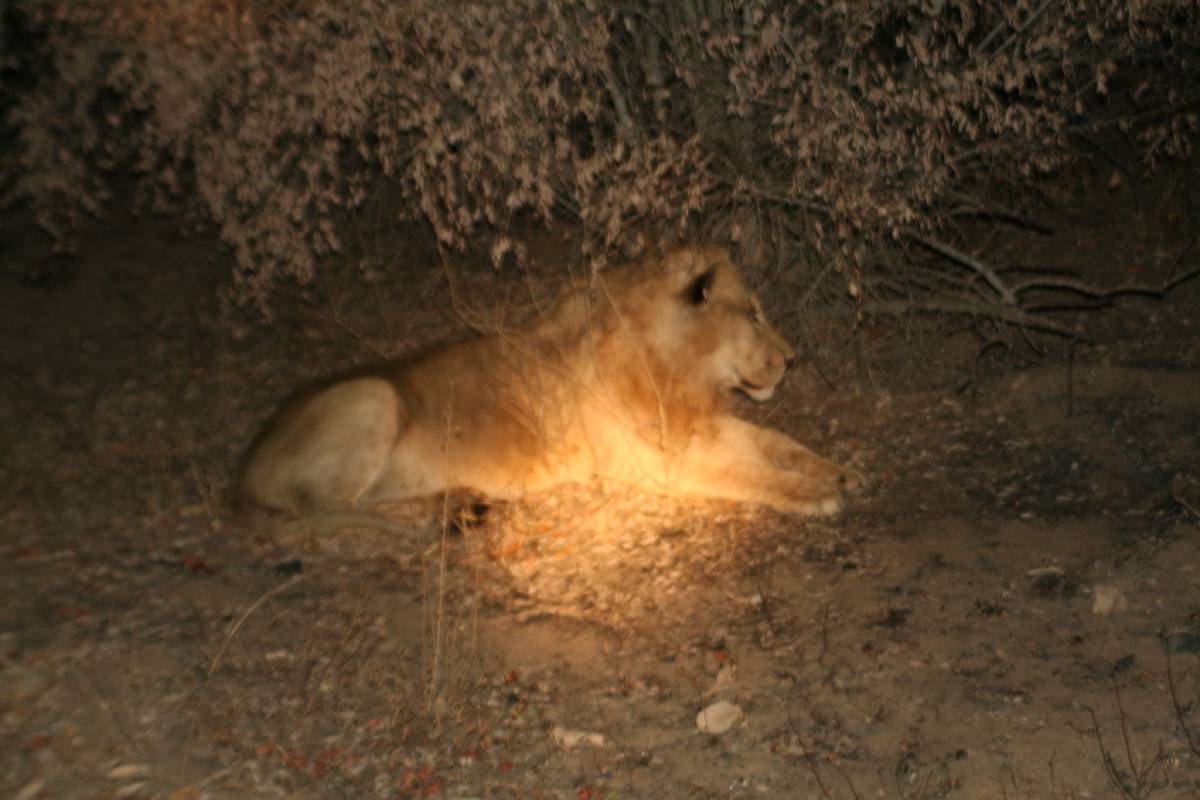 lion lion