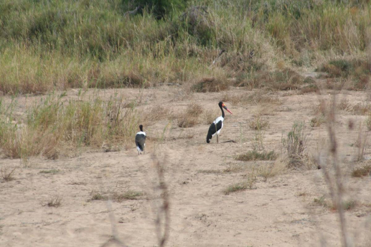 marabou stork marabou stork