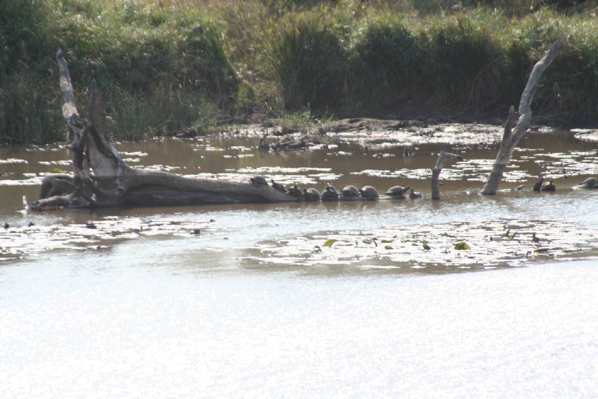 turtles sunning turtles sunning