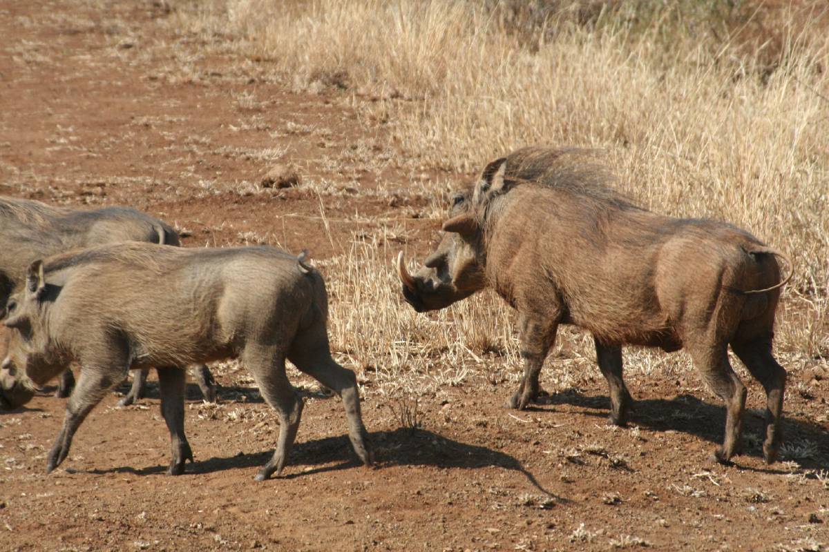warthog warthog