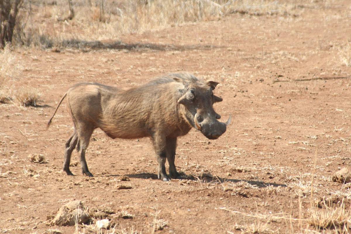 warthog warthog