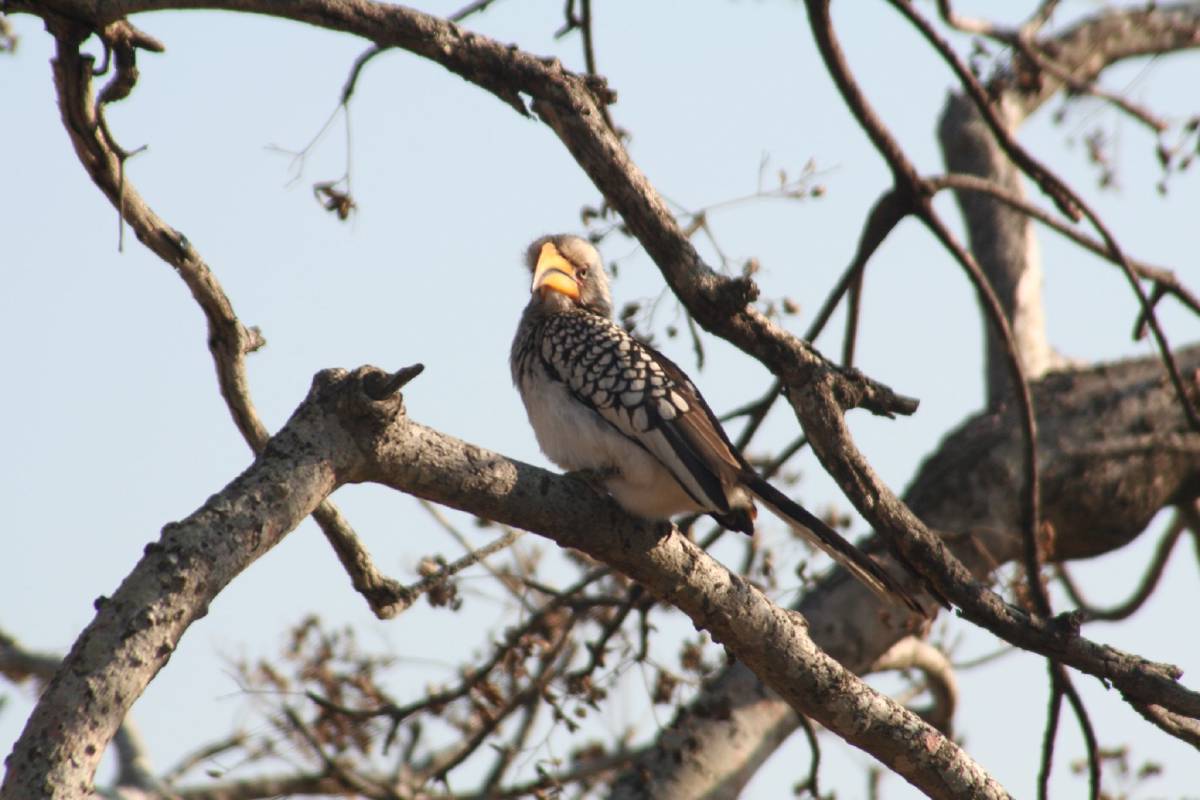 yellow billed hornbill yellow billed hornbill
