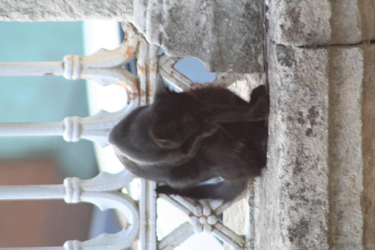 kitty cat at aya sofya kitty cat at aya sofya