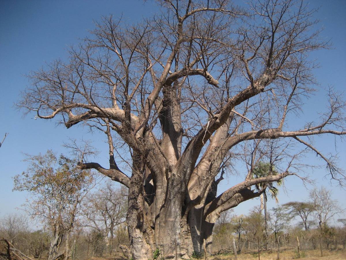 big baobab tree big baobab tree